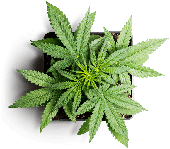 https://idoshopalms.com/wp-content/uploads/2019/01/slider_marijuana_01-3.png