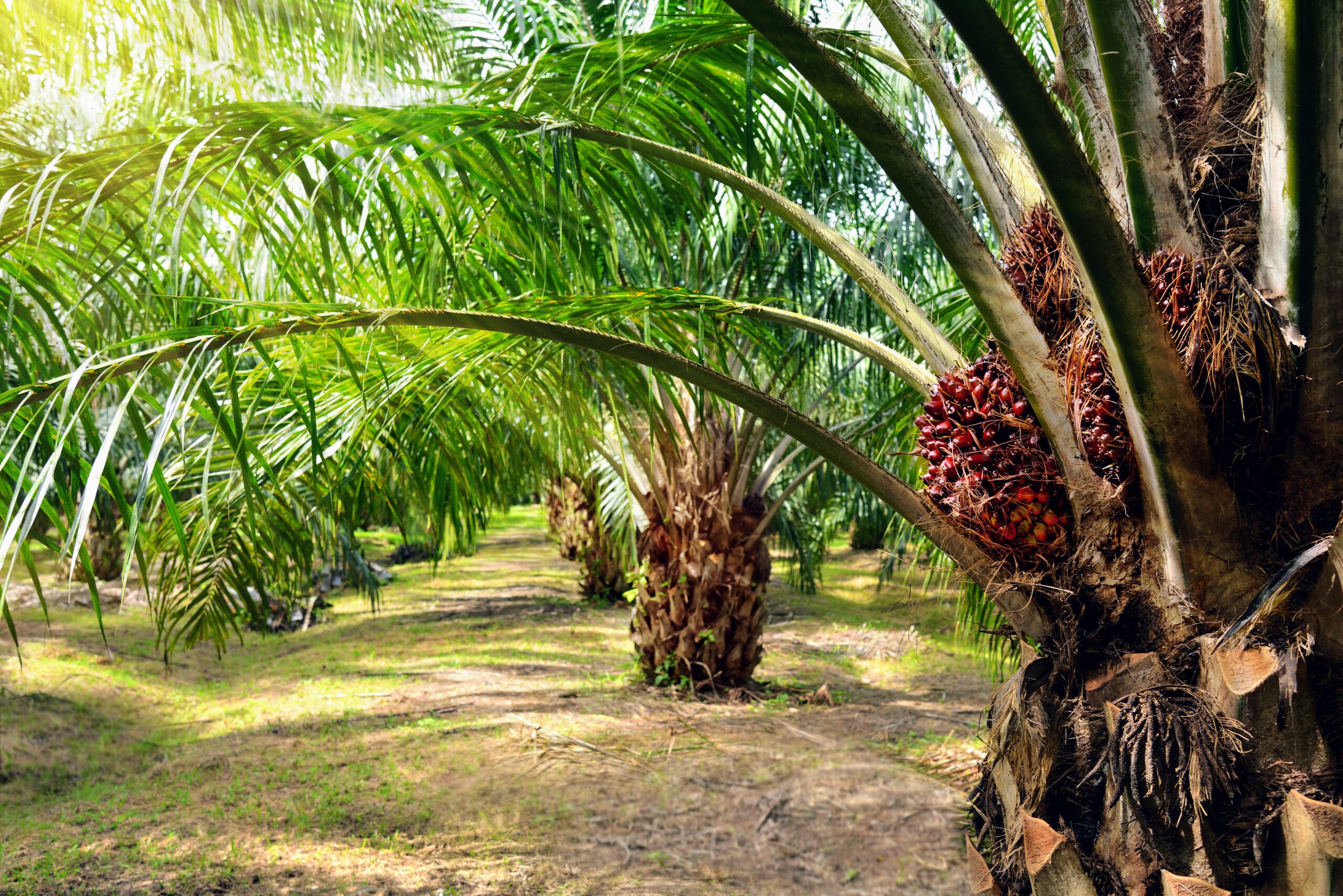 https://idoshopalms.com/wp-content/uploads/2025/01/Palm-oil-plantation-scaled-1.jpg